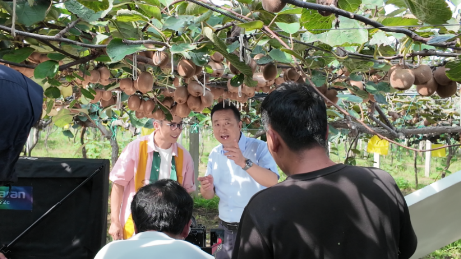 《陕果寻味记》走进齐峰农庄 探秘眉县猕猴桃的“甜蜜密码”